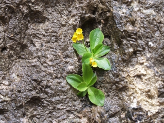 Primula auricula / Primula orecchia d''orso